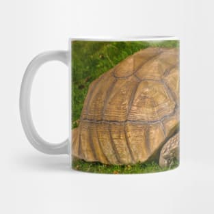 Tortoise Mug